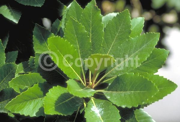 White blooms; Evergreen; Broadleaf