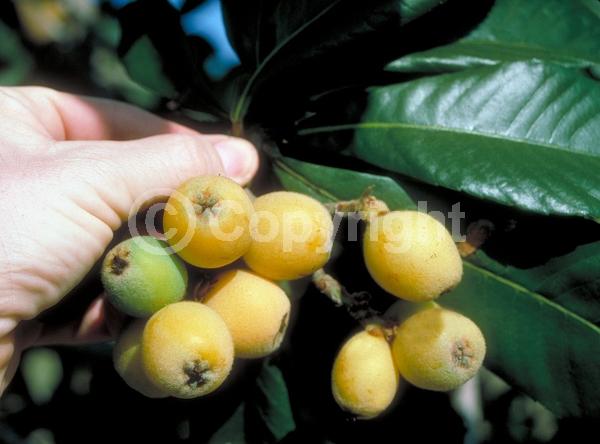 White blooms; Evergreen; Broadleaf