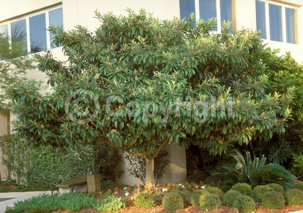 White blooms; Evergreen; Broadleaf