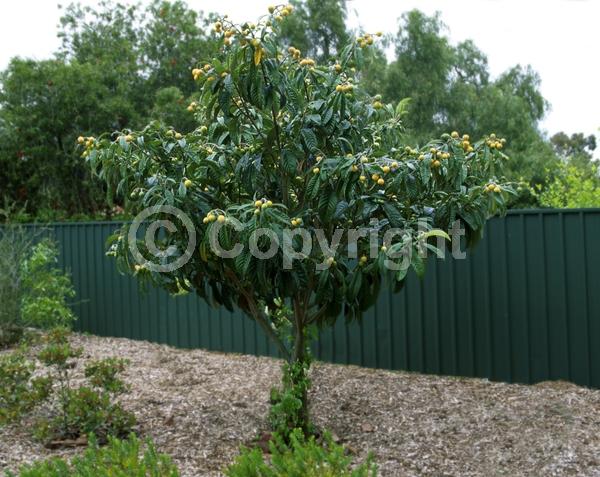 White blooms; Evergreen; Broadleaf