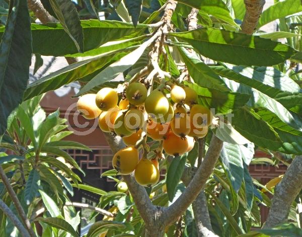 White blooms; Evergreen; Broadleaf