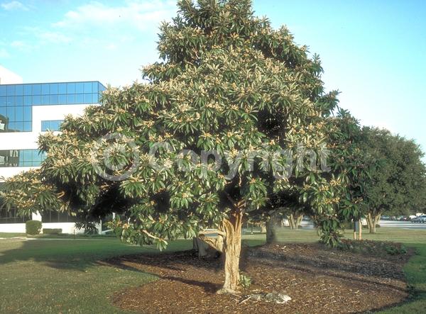 White blooms; Evergreen; Broadleaf