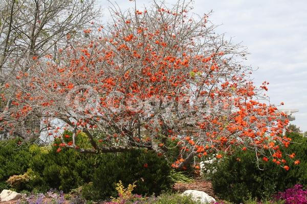 Red blooms; Semi-evergreen; Deciduous