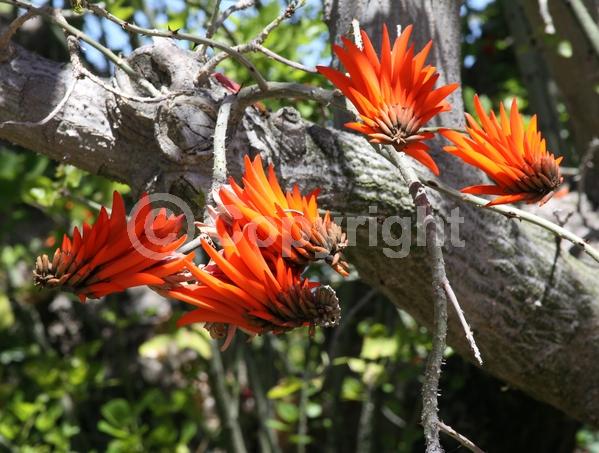 Red blooms; Semi-evergreen; Deciduous