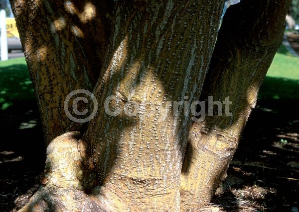 Red blooms; Orange blooms; Deciduous; Broadleaf; North American Native