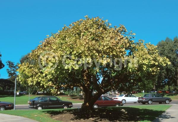 Red blooms; Orange blooms; Deciduous; Broadleaf; North American Native