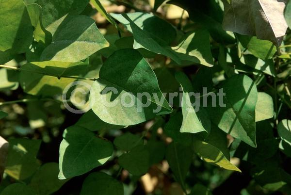 Red blooms; Orange blooms; Deciduous; Broadleaf; North American Native