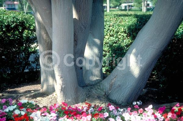 Red blooms; Orange blooms; Deciduous; Broadleaf