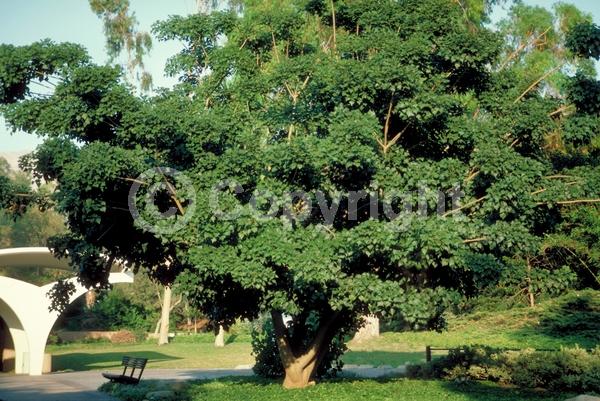 Red blooms; Orange blooms; Deciduous; Broadleaf