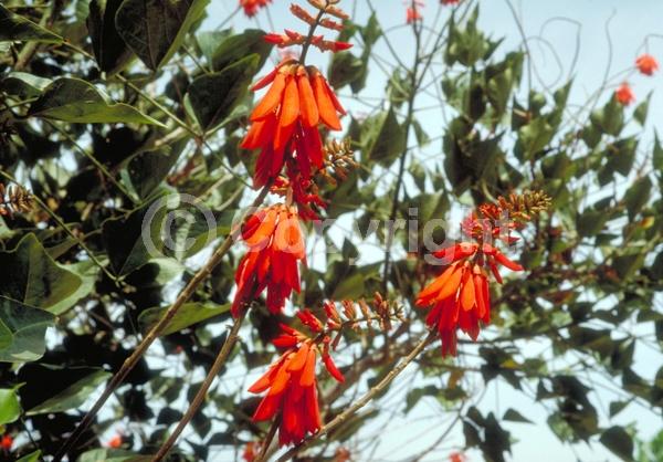 Red blooms; Orange blooms; Deciduous; Broadleaf