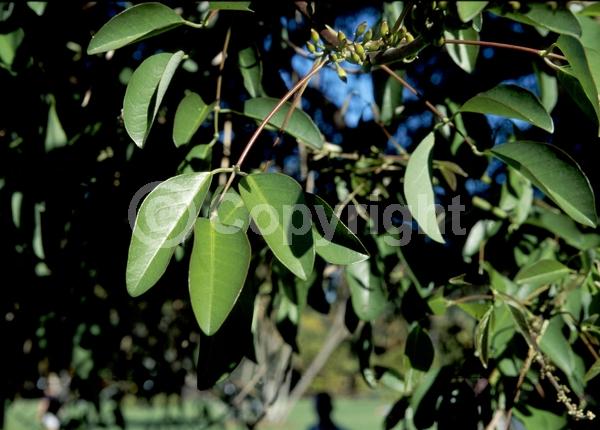 Red blooms; Orange blooms; Deciduous; Broadleaf