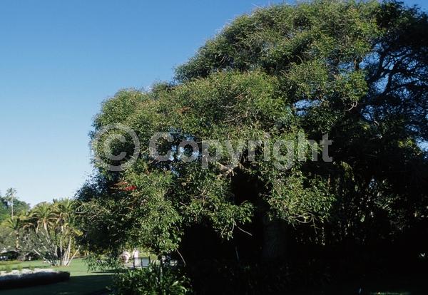 Red blooms; Orange blooms; Deciduous; Broadleaf