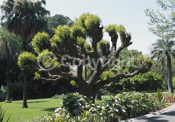 Red blooms; Orange blooms; Deciduous; Broadleaf