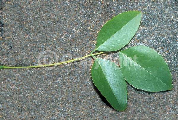 Red blooms; Orange blooms; Deciduous; Broadleaf