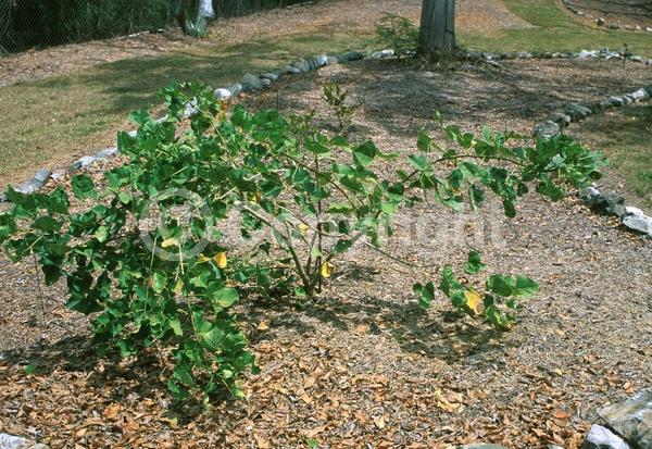 Red blooms; Orange blooms; Deciduous; Broadleaf