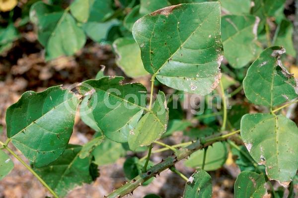 Red blooms; Orange blooms; Deciduous; Broadleaf