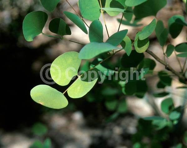 Red blooms; Orange blooms; Deciduous; Broadleaf; North American Native