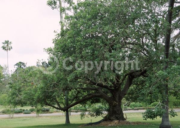 Red blooms; Semi-evergreen; Deciduous