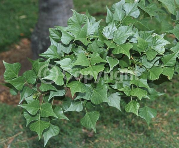 Red blooms; Semi-evergreen; Deciduous