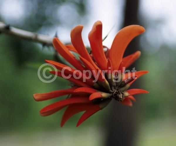 Red blooms; Semi-evergreen; Deciduous