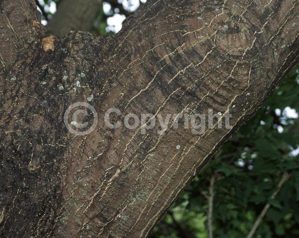 Red blooms; Semi-evergreen; Deciduous