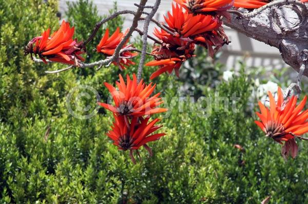 Red blooms; Semi-evergreen; Deciduous