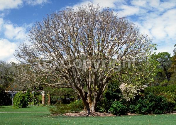 Red blooms; Deciduous; Broadleaf