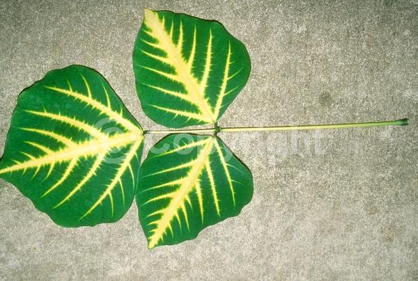 Red blooms; Deciduous; Broadleaf