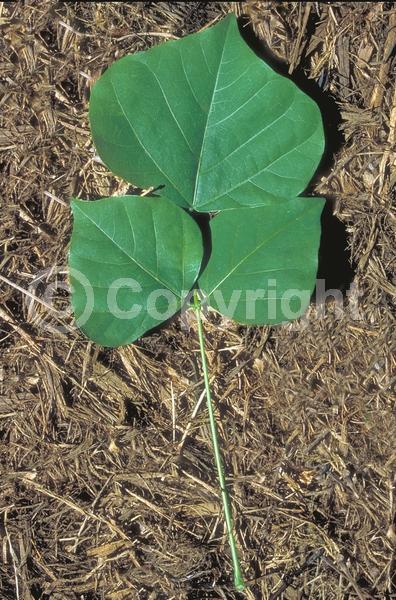 Red blooms; Deciduous; Broadleaf