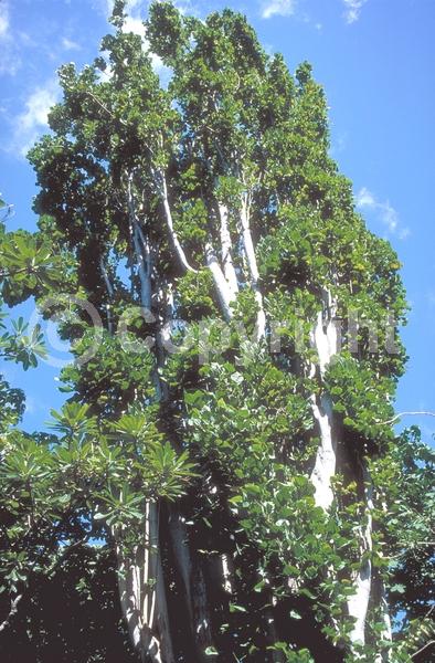 Red blooms; Deciduous; Broadleaf