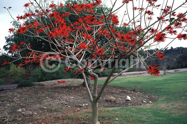 Red blooms; Orange blooms; Deciduous; Broadleaf