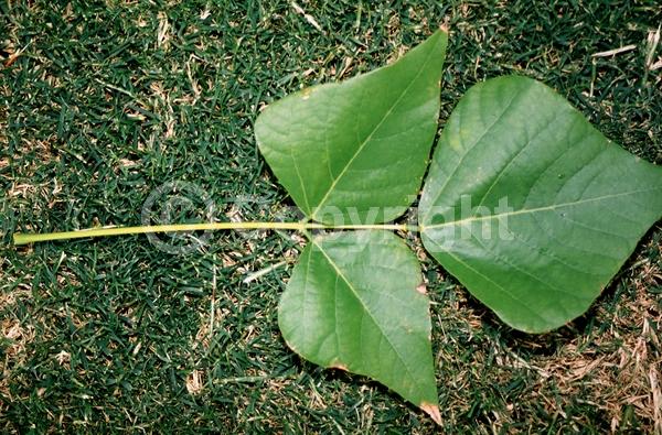 Red blooms; Orange blooms; Deciduous; Broadleaf
