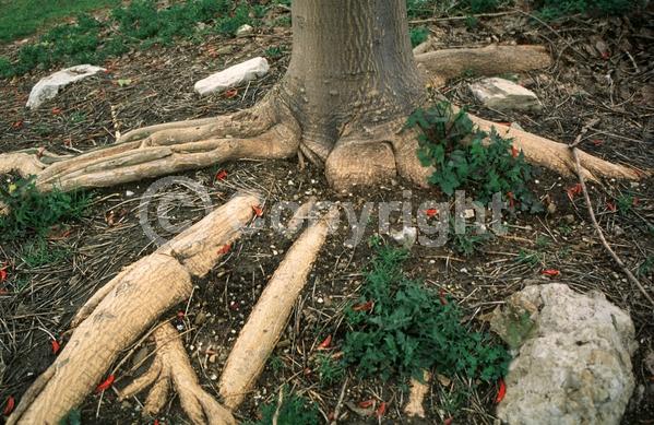 Red blooms; Orange blooms; Deciduous; Broadleaf