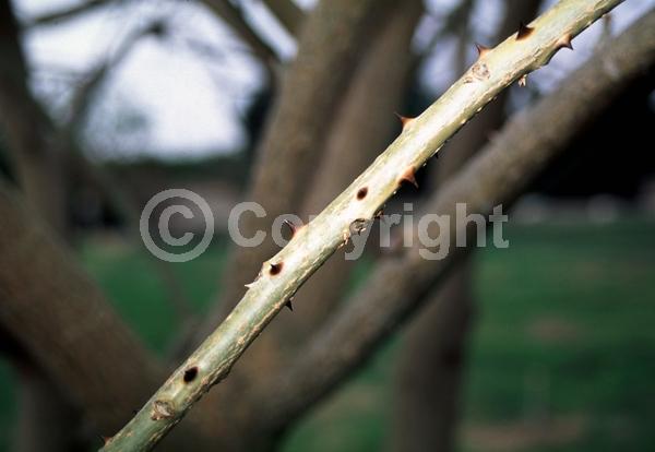 Red blooms; Orange blooms; Deciduous; Broadleaf