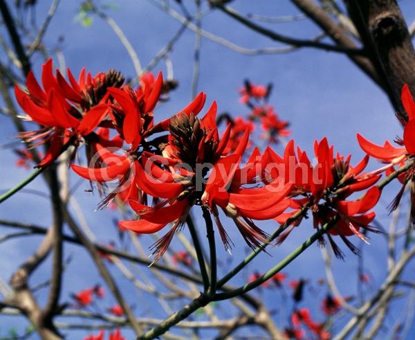 Red blooms; Orange blooms; Deciduous; Broadleaf
