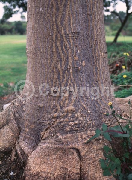 Red blooms; Orange blooms; Deciduous; Broadleaf