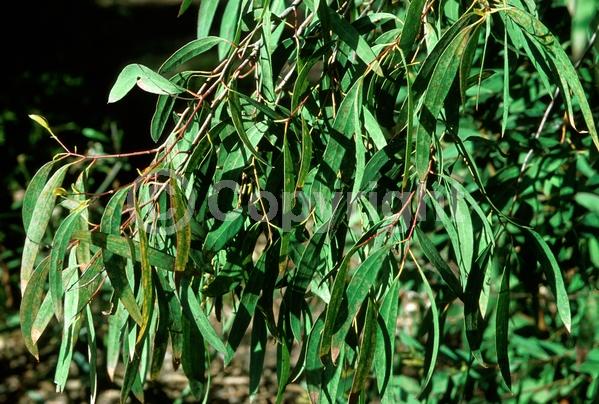 Yellow blooms; White blooms; Deciduous