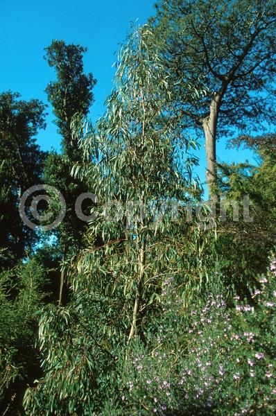 Yellow blooms; White blooms; Deciduous