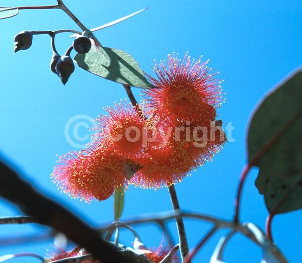 Red blooms; Semi-evergreen