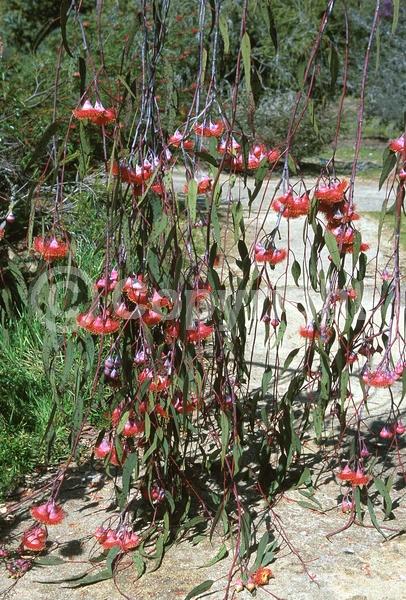 Red blooms; Semi-evergreen