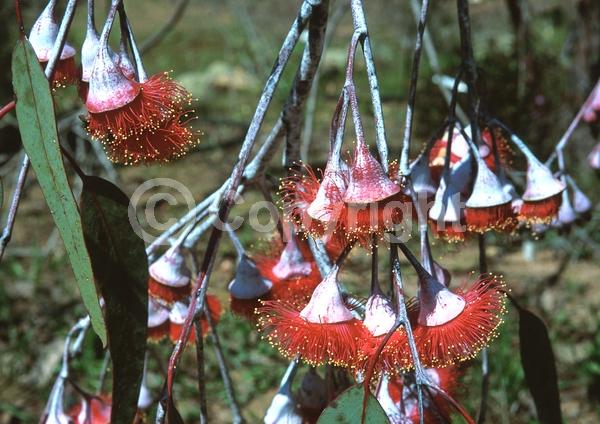 Red blooms; Semi-evergreen