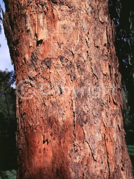 Yellow blooms; White blooms; Deciduous