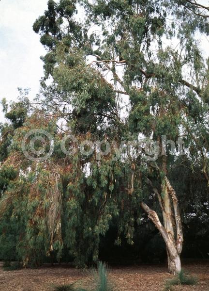 Yellow blooms; White blooms; Deciduous