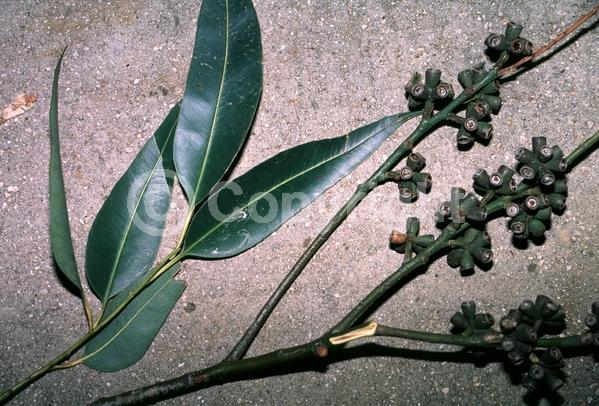 Yellow blooms; White blooms; Deciduous