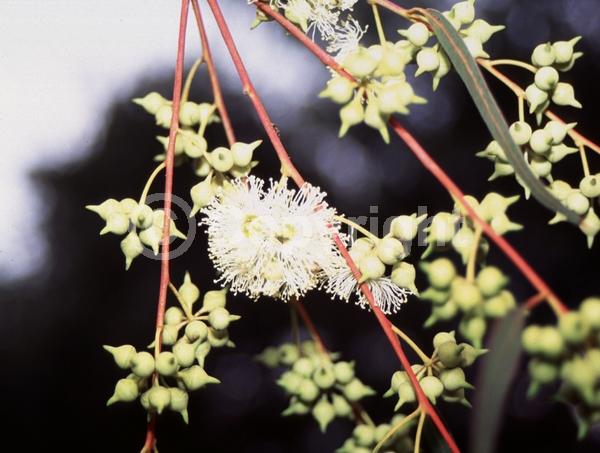 Yellow blooms; White blooms; Deciduous