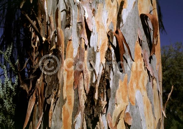 Yellow blooms; White blooms; Deciduous