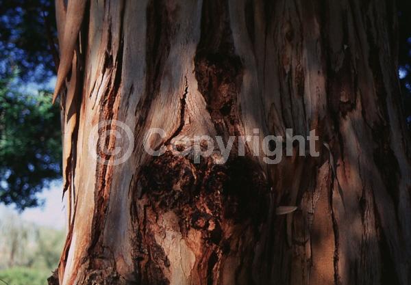 Yellow blooms; White blooms; Deciduous