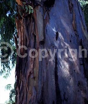 Yellow blooms; White blooms; Deciduous