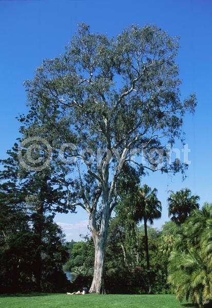 Yellow blooms; White blooms; Deciduous