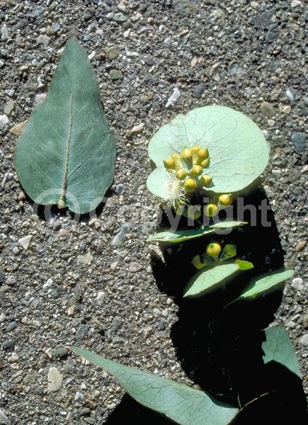 White blooms; Evergreen; Broadleaf